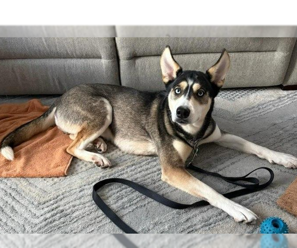 Medium Photo #10 Siberian Husky-Unknown Mix Puppy For Sale in Caldwell, NJ, USA