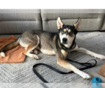 Small #9 Siberian Husky Mix