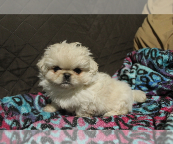 Medium Photo #2 Pekingese Puppy For Sale in JOICE, IA, USA