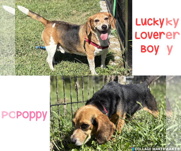 Medium Photo #1 Beagle-Unknown Mix Puppy For Sale in Virginia Beach, VA, USA