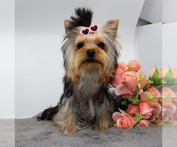 Medium Photo #3 Yorkshire Terrier Puppy For Sale in LOS ANGELES, CA, USA