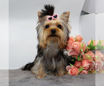 Small #2 Yorkshire Terrier