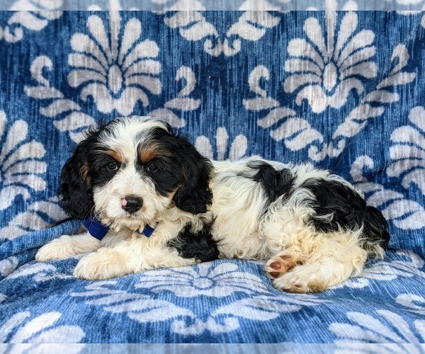 Medium Photo #2 Cavapoo Puppy For Sale in KINZERS, PA, USA