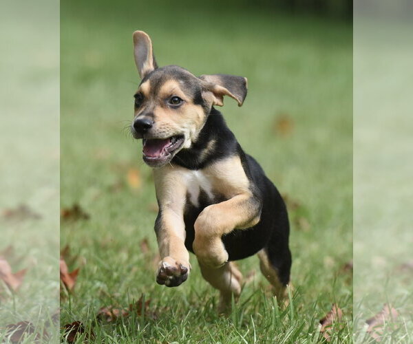 Medium Photo #4 Australian Shepherd-Beagle Mix Puppy For Sale in Mechanicsburg, PA, USA