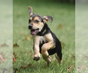 Leo - Male Australian Shepherd-Beagle Mix Dog for Adoption - Photo #4