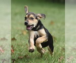 Small Photo #4 Australian Shepherd-Beagle Mix Puppy For Sale in Mechanicsburg, PA, USA