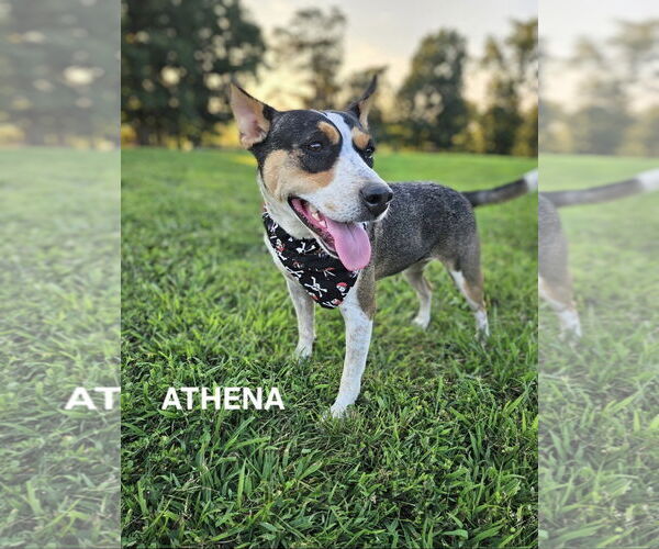 Medium Photo #4 Mutt Puppy For Sale in Maryville, TN, USA