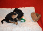 Small Photo #13 Dachshund Puppy For Sale in BENTON, AR, USA