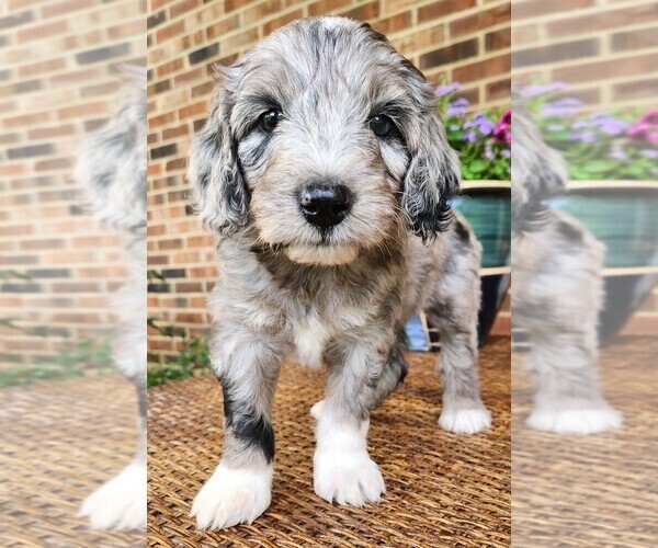 Medium Photo #2 Aussiedoodle Puppy For Sale in COLUMBIA, TN, USA