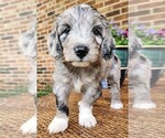 Small #1 Aussiedoodle
