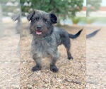 Small #1 Dachshund Mix