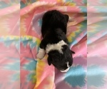 Small Photo #4 Pembroke Welsh Corgi Puppy For Sale in PINEHURST, ID, USA