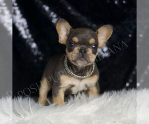 French Bulldog Puppy for sale in WARSAW, IN, USA