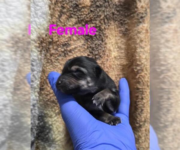 Medium Photo #1 German Shepherd Dog-Unknown Mix Puppy For Sale in HESPERIA, CA, USA