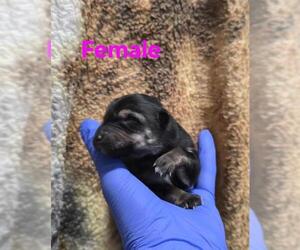 German Shepherd Dog-Unknown Mix Dogs for adoption in HESPERIA, CA, USA