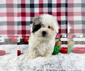 Maltipoo Puppy for sale in GREENWOOD, IN, USA