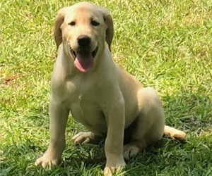 Labrador Retriever Puppy for sale in POLKTON, NC, USA
