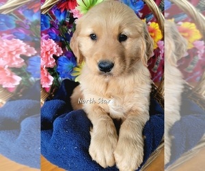 Golden Retriever Puppy for sale in REED CITY, MI, USA