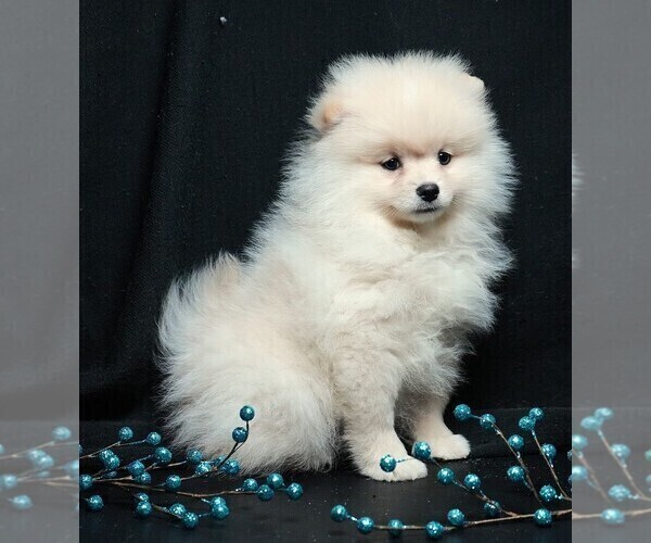 Medium Photo #8 Pomeranian Puppy For Sale in ROCK VALLEY, IA, USA