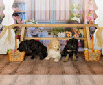 Small Photo #17 Goldendoodle Puppy For Sale in VALENCIA, CA, USA