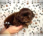 Small Photo #3 Shih Tzu Puppy For Sale in WINNSBORO, LA, USA