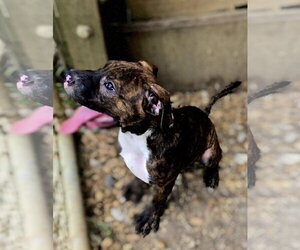Rocko - Male Bullmastiff-Unknown Mix Dog for Adoption - Photo #2