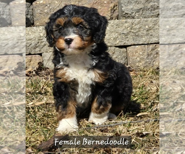 Medium Photo #1 Bernedoodle Puppy For Sale in MILLVILLE, MN, USA