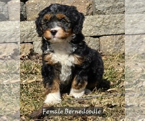 Bernedoodle Puppy for sale in MILLVILLE, MN, USA
