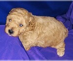 Small Photo #19 Poodle (Toy) Puppy For Sale in CARTHAGE, MO, USA