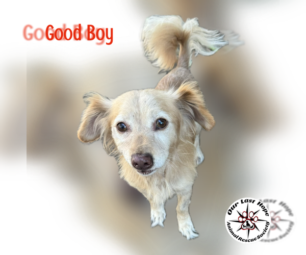 Medium Photo #1 Spaniel-Unknown Mix Puppy For Sale in Princeton, British Columbia, Canada