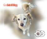 Small Spaniel Mix