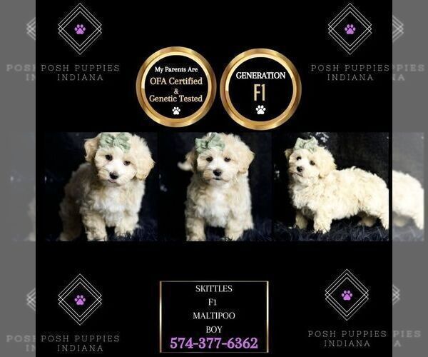 Medium Photo #121 Maltipoo (Miniature) Puppy For Sale in WARSAW, IN, USA