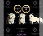 Small Photo #121 Maltipoo (Miniature) Puppy For Sale in WARSAW, IN, USA