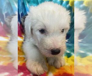 Old English Sheepdog Puppy for sale in WAKE FOREST, NC, USA