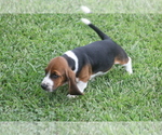 Small Photo #71 Basset Hound Puppy For Sale in MEMPHIS, MO, USA
