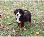 Small #2 Bernese Mountain Dog