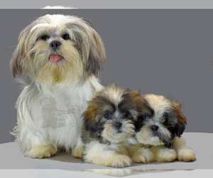 Mother of the Shih Tzu puppies born on 02/24/2022