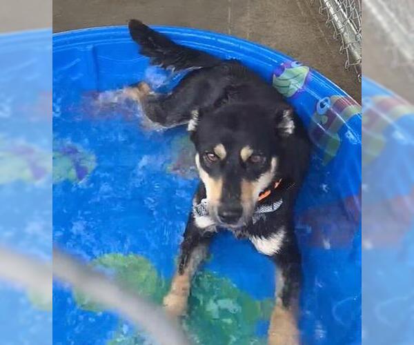 Medium Photo #1 Australian Kelpie-Unknown Mix Puppy For Sale in Plover, WI, USA