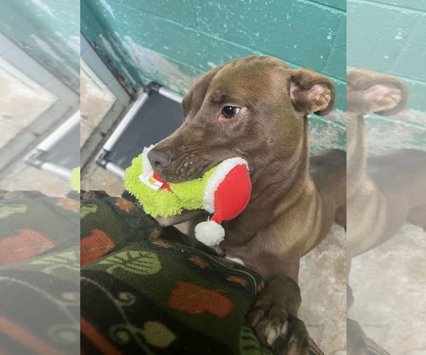 Medium Photo #4 Labrador Retriever-Unknown Mix Puppy For Sale in Orangeburg, SC, USA