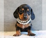 Image preview for Ad Listing. Nickname: Litter of 5