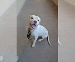 Small #2 American Pit Bull Terrier Mix