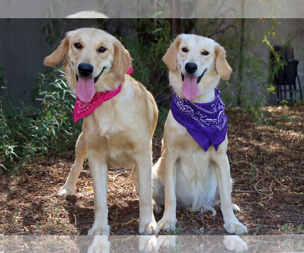 Medium Photo #3 English Setter-Golden Retriever Mix Puppy For Sale in Glendale , AZ, USA