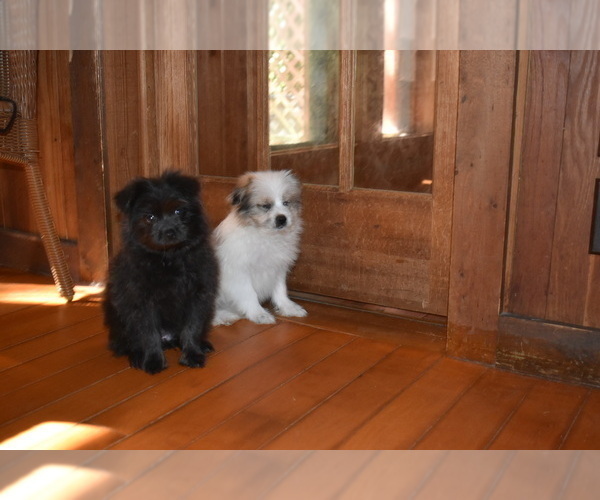 Medium Photo #10 Pom-Shi Puppy For Sale in DINWIDDIE, VA, USA