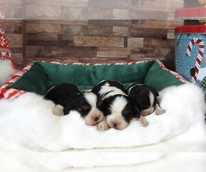 Cavalier King Charles Spaniel Litter for sale in CARLISLE, KY, USA