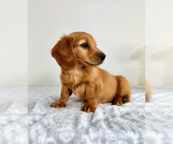 Medium Photo #2 Dachshund Puppy For Sale in GREENFIELD, IN, USA