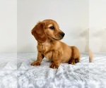 Small #1 Dachshund