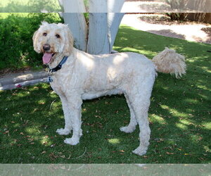 Goldendoodle Dogs for adoption in Glendale , AZ, USA