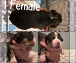 Puppy Puppy 8 American Bully