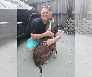 Mugsy - Male American Pit Bull Terrier-Unknown Mix Dog for Adoption - Photo #5