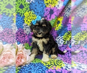 Miniature Bernedoodle-Poodle (Miniature) Mix Puppy for sale in OXFORD, PA, USA